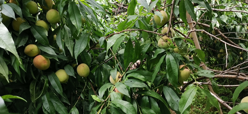 樂(lè)享豐收喜悅，競(jìng)達(dá)科技園的水蜜桃成熟了！